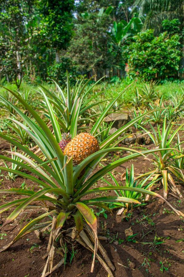 Welfare Agroturismo Milagrosa 외부 사진